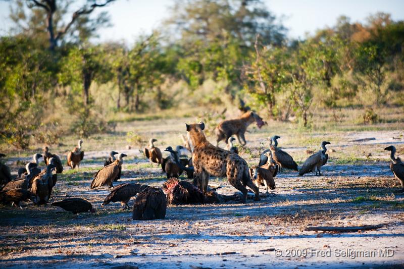 20090617_170429 D3 X1.jpg - Hyena Feeding Frenzy, Part 2.  Hyena stands guard